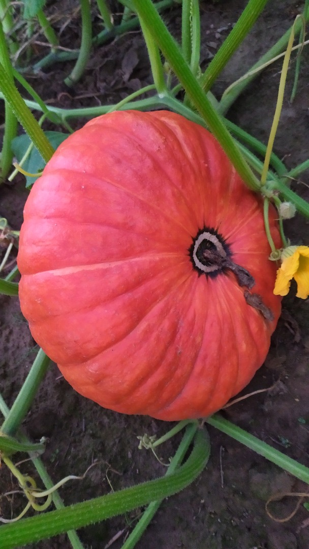 Venderé calabazas gigantes sin el uso de fertilizantes y fumigaciones