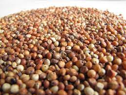 Estimado cliente potencial, somos los mejores productores y proveedores de sorgo fresco y sabroso de calidad y tenemos la capacidad de ofrecerle un suministro
