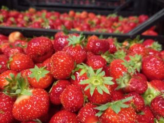 Venderé fresas polacas. Cantidades al por mayor. Variedad Elsanta.