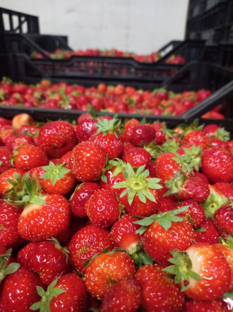 Venderé fresas polacas