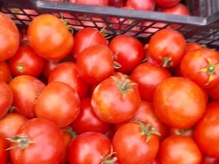 Venderé tomates molidos y de túnel, precio: 3 PLN