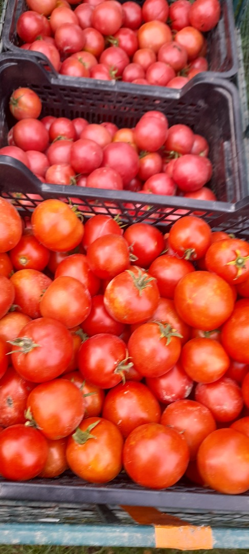 Venderé tomates molidos y de túnel, precio: 3 PLN por kg Para más información, llame al