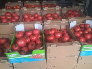 Hola, hombre, vendo hermosos tomates frambuesa del túnel. Muy