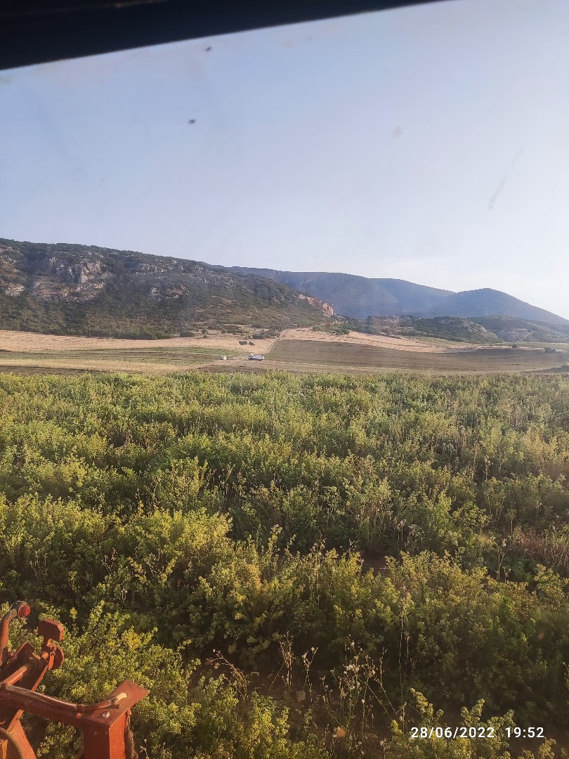 Venta de orégano en big bag producido en Neo Perivoli Larissa, Grecia
