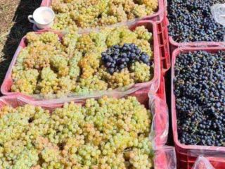 Uvas para vino de los viñedos de Vrancea entrega