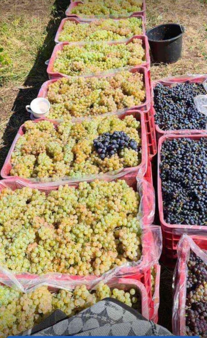 Uvas para vino de los viñedos de Vrancea entrega gratuita a su domicilio más detalles en el teléfono
