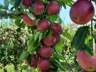 en el período tenemos manzanas "Gloria al vencedor" 60