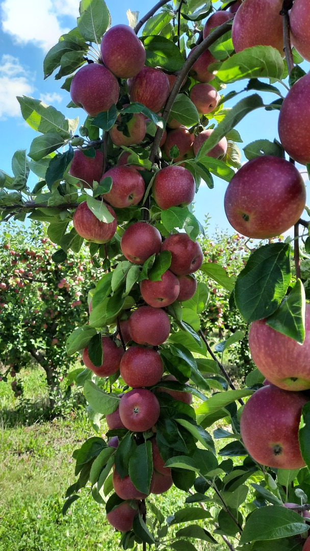 en el período tenemos manzanas "Gloria al vencedor" 60 t