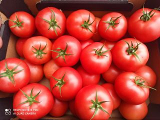 Venderé tomates frambuesa tamaño 2b y 3b, la cantidad