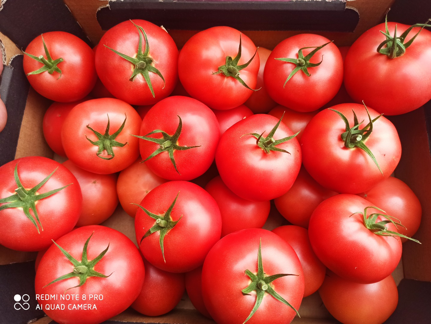 Venderé tomates frambuesa tamaño 2b y 3b, la cantidad de camiones, envío a toda la Unión Europea, Bulgaria, Rumania, Grecia