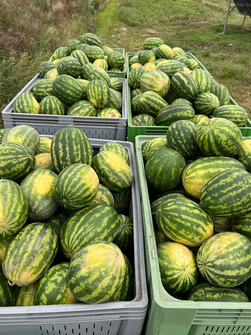 Sandía muy sabrosa de su propia plantación