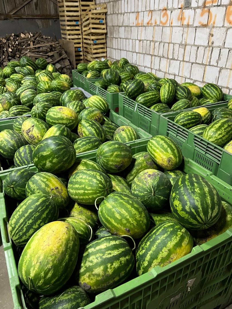 Se vende variedad MELIA