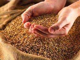 Estimado cliente potencial, somos los mejores productores y proveedores de granos y trigo de alta calidad, y tenemos la capacidad de ofrecerle entregas