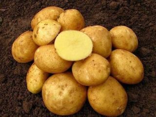 Venderé patatas ecológicas unas 8 toneladas variedad Vineta muy