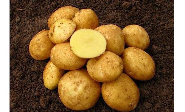 Venderé patatas ecológicas unas 8 toneladas variedad Vineta muy sabrosas perfectas para congelados y para conservación Envasadas en sacos de 15 - 20 - 30 kg