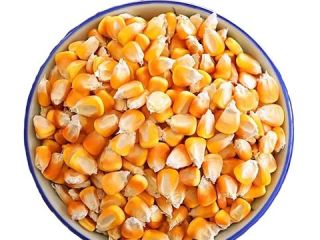 Exportador de granos a granel Maíz seco Precio mayorista
