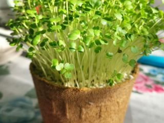 Producimos germinados y microflora de brócoli en bandejas/macetas. Los