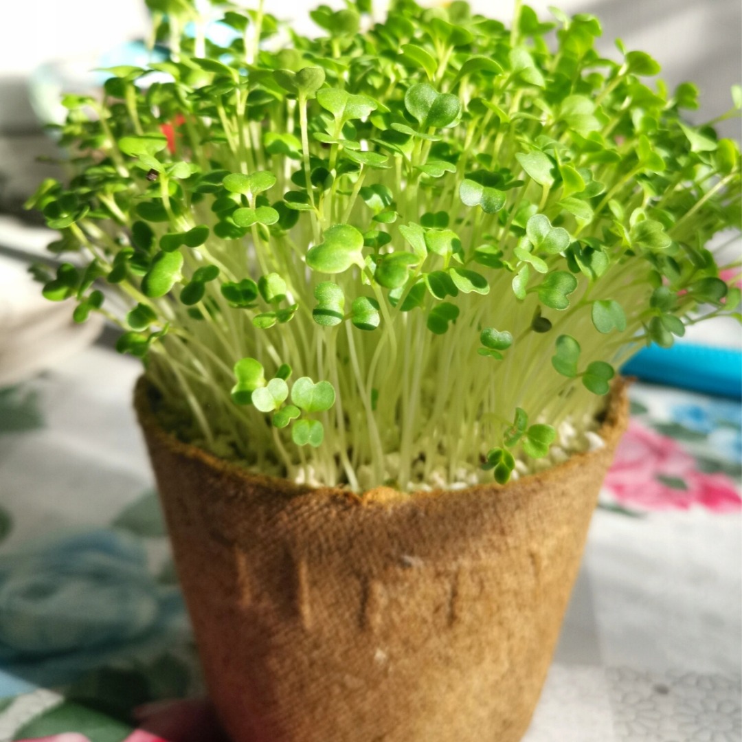Producimos germinados y microflora de brócoli en bandejas/macetas