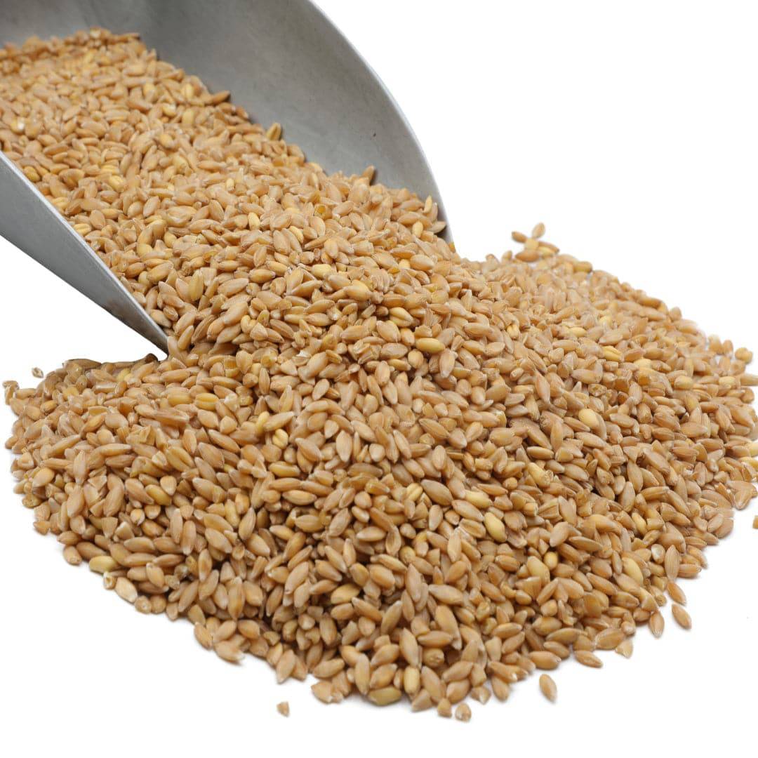 Ideal para hornear pan, nuestro trigo duro blanco de primavera de Wheat Montana también se puede cocinar y agregar a sopas o incluso chile, ¡agregando un sabor