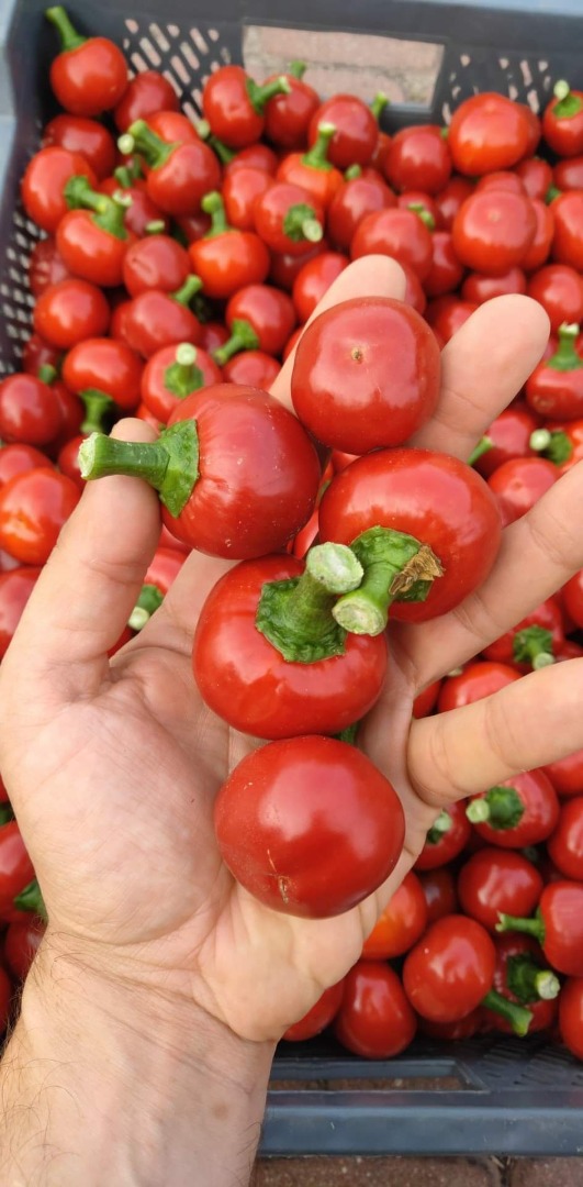 Pimiento cereza cereza