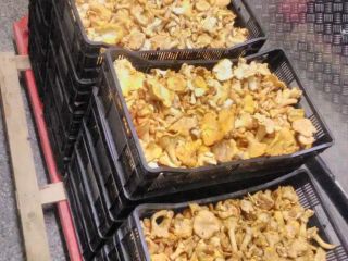 Vendo hongos silvestres: rebozuelos, boletus, trufas negras y otros.