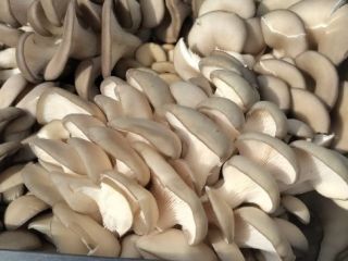Venta de setas cultivadas setas de ostra. Las setas