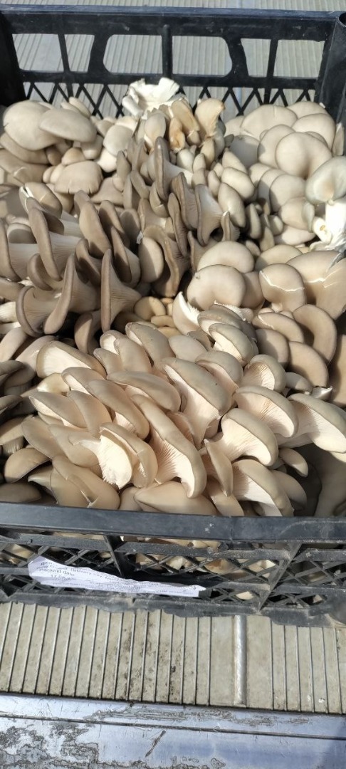 Venta de setas cultivadas setas de ostra