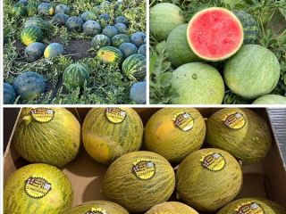 Ven aquí y haz tus pedidos de melones a