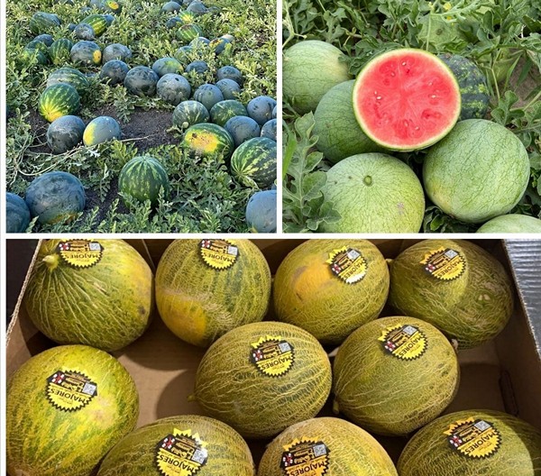 Ven aquí y haz tus pedidos de melones a granel..