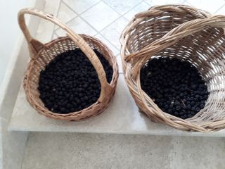 Moras cosechadas en las montañas de la zona de