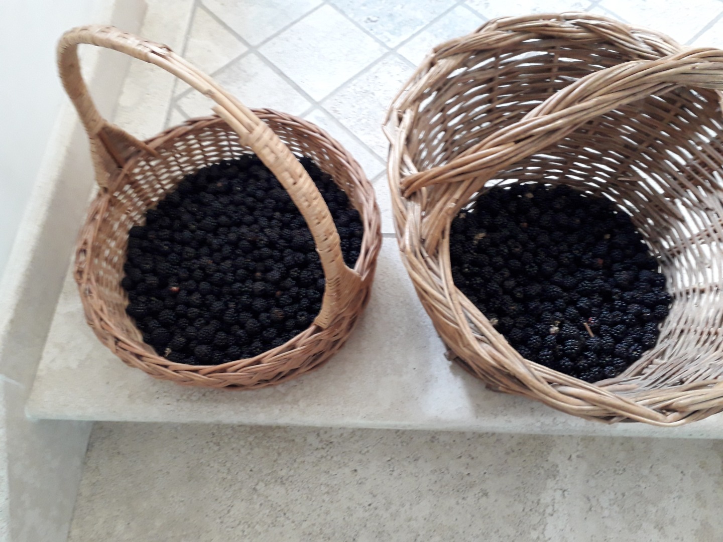 Moras cosechadas en las montañas de la zona de Vallepietra (RM), completamente inmersas en la naturaleza