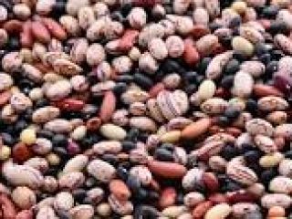 Estimado cliente, entregamos semillas de plantas oleaginosas frescas y