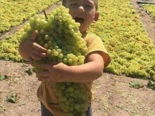 Uvas de calidad. La plantación estaba ubicada a 15