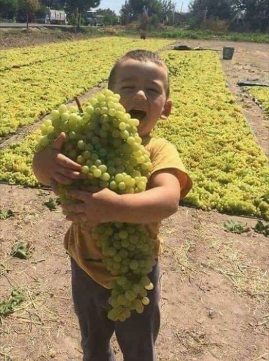 Uvas de calidad