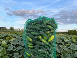 Venderé pepinos, variedad pulpo. Unos 1500 kg por día.