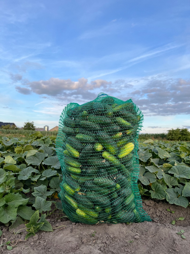 Venderé pepinos, variedad pulpo