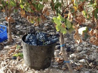 VENDO UVA, TEMPRANILLO, para elaborar vino, VIÑEDO D.O. ARLANZA.