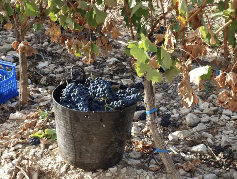 VENDO UVA, TEMPRANILLO, para elaborar vino, VIÑEDO D.O