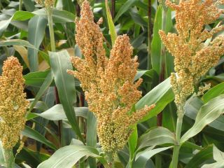Producción de la cosecha 2021 - sorgo - 330
