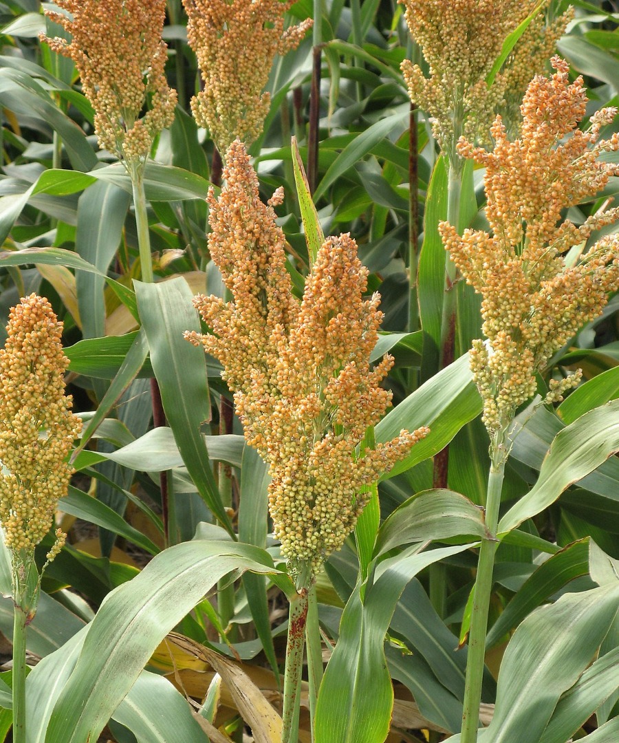 Producción de la cosecha 2021 - sorgo - 330 toneladas Calidad según estándares