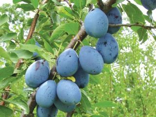 Vendemos ciruelas de Moldavia que se van a procesar