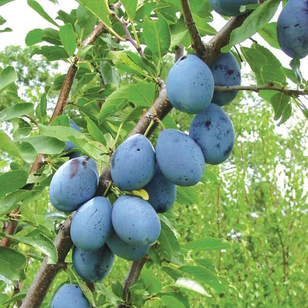 Vendemos ciruelas de Moldavia que se van a procesar para mermelada u otros productos