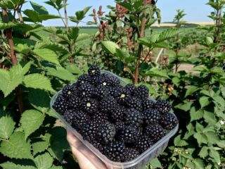 Vendemos Moras en grandes cantidades desde Moldavia. El paquete