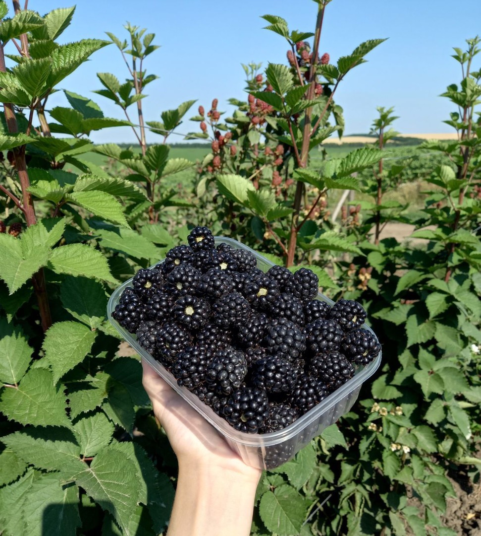 Vendemos Moras en grandes cantidades desde Moldavia