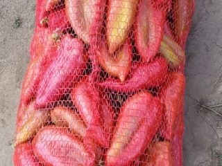 Venta de pimientos Kapia y donas Precio negociable Llamar