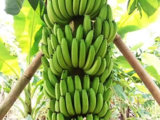Lugar de origen: Indonesia East Java Malang, Jombang Marca: