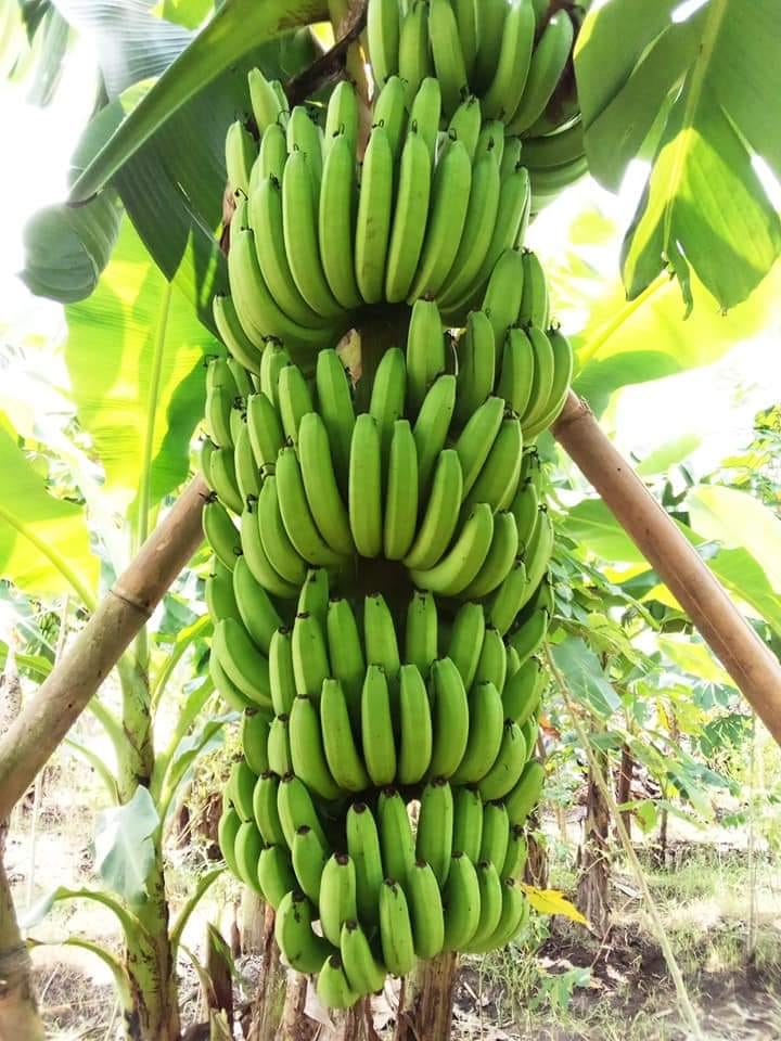 Lugar de origen: Indonesia East Java Malang, Jombang Marca: Adhinata Banana Tipo de producto: Fruta tropical Estilo: Variedad fresca Cavendish: Banana Tipo de