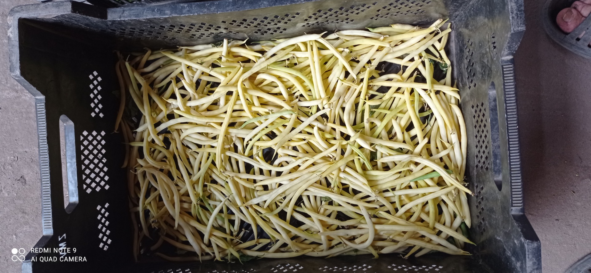 Venderé grandes cantidades de frijoles verdes y amarillos