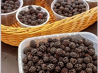 Vendemos moras silvestres recolectadas a mano en una zona