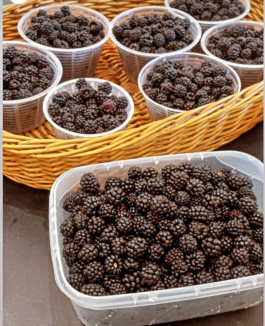 Vendemos moras silvestres recolectadas a mano en una zona boscosa dentro de un Parque Natural